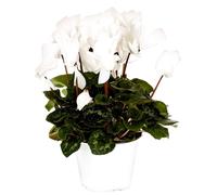 BOTANIC®-Cyclamen à grandes fleurs - Le pot de diamètre 14 cm.