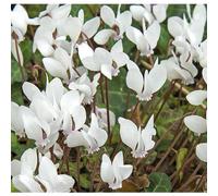 BOTANIC®-Cyclamen Hederifolim blanc - Le pot de 9 x 9 cm