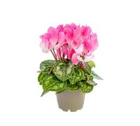 BOTANIC®-Cyclamen plante baby diamètre 5,5/6 cm
