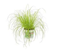 BOTANIC®-Cyperus Zumula ou Herbe à chat verte. Le pot de 12 cm