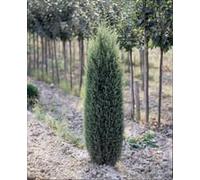 BOTANIC®-Cyprès Cupressus Sempervirens Pyramidalis 150/175 cm en pot de 18 L