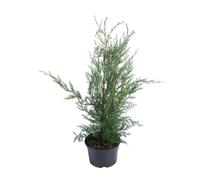 BOTANIC®-Cyprès de Leyland (CUPRESSOCYPARIS LEYLANDI FASTIGIÉ), en pot de 3 litres