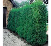 BOTANIC®-Cyprès de Leyland - Fastigié pot 5 L
