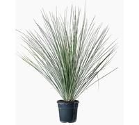 BOTANIC®-Dasylirion Longissimum. Le pot de 15 litres