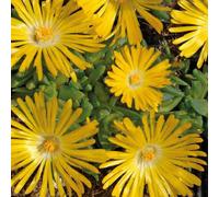 BOTANIC®-Delosperma Congestum jaune - Le pot de 9 x 9 cm