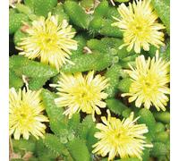 BOTANIC®-Delosperma Echinatum - Le pot de 9 x 9 cm