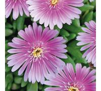 BOTANIC®-Delosperma 'Lido' Rose Borde Blanc - Le pot de 9x9 cm