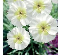 BOTANIC®-Dianthus Nain Mojito - Le pot de 9 x 9 cm