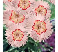BOTANIC®-Dianthus Nain Tequila Sunrise - Le pot de 9 x 9 cm