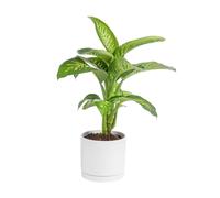 BOTANIC®-Dieffenbachia Tropic vert en pot blanc émaillé botanic. Le pot diamètre 30 cm