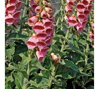 BOTANIC®-Digitalis Mertonensis - Le pot de 9 x 9 cm