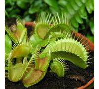 BOTANIC®-Dionea Muscipula