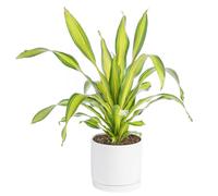 BOTANIC®-Dracaena Charley jaune en pot blanc émaillé botanic. Le pot diamètre 30 cm