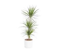 BOTANIC®-Dracaena marginata 3 pieds vert en pot blanc émaillé botanic. Le pot diamètre 24 cm