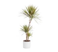 BOTANIC®-Dracaena marginata 'Bicolor' 3 pieds vert en pot blanc émaillé botanic. Le pot diamètre 24 cm
