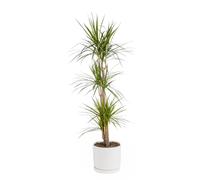 BOTANIC®-Dracaena marginata vert en pot blanc émaillé botanic. Le pot diamètre 30 cm