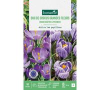 BOTANIC®-Duo crocus en mélange coloris violet botanic - 10 bulbes