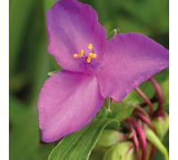 BOTANIC®-Ephemere de Virginie rouge - Le pot de 9 x 9 cm