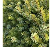 BOTANIC®-Épicéa de Serbie nain vert. Le pot de 10 litres, 60 cm