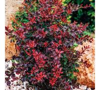 BOTANIC®-Épine-vinette Atropurpurea rouge. Le pot de 3 litres
