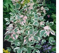 BOTANIC®-Érable à feuilles de frêne ‘Flamingo’ botanic vert. Le pot de 10 litres