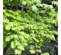 BOTANIC®-Erable du Japon (ACER JAPONICUM ACONITIFOLIUM ) Le pot de 3 litres