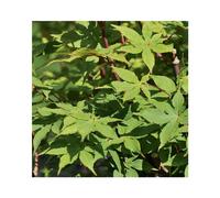 BOTANIC®-Erable du Japon (ACER PALAMATUM OZAKAZUKI ) Le pot de 30 litres
