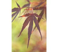 BOTANIC®-Erable du Japon (ACER PALMATUM ATROLINEARE ) Le pot de 3 litres