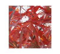 BOTANIC®-Erable du Japon (ACER PALMATUM ATROLINEARE ) Le pot de 7 litres