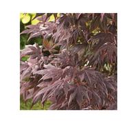 BOTANIC®-Erable du Japon (ACER PALMATUM ATROPURPUREUM ) Le pot de 30 litres