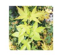 BOTANIC®-Erable du Japon (ACER PALMATUM AUREUM ) Le pot de 30 litres
