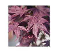 BOTANIC®-Erable du Japon (ACER PALMATUM BLOODGOOD ) Le pot de 50 litres