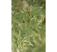 BOTANIC®-Erable du Japon (ACER PALMATUM BUTTERFLY ) Le pot de 3 litres
