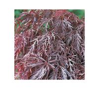 BOTANIC®-Erable du Japon (ACER PALMATUM CRIMSON QUEEN ) Le pot de 50 litres