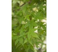 BOTANIC®-Erable du Japon (ACER PALMATUM DESHOJO ) Le pot de 3 litres