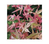 BOTANIC®-Erable du Japon (ACER PALMATUM DESHOJO ) Le pot de 50 litres