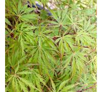 BOTANIC®-Érable du Japon Acer Palmatum disectum flavescens. Le pot de 3 litres