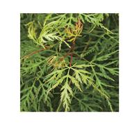 BOTANIC®-Erable du Japon (ACER PALMATUM DISSECTEUM 'Emerald Lace' ) Le pot de 30 litres