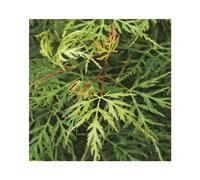 BOTANIC®-Érable du Japon acer palmatum dissectum emerald lace coloris vert. Le pot de 15 litres
