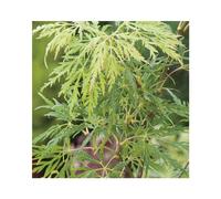 BOTANIC®-Erable du Japon (ACER PALMATUM DISSECTUM FLAVESCENS ) Le pot de 50 litres