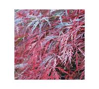 BOTANIC®-Erable du Japon (ACER PALMATUM DISSECTUM GARNET ) Le pot de 7 litres
