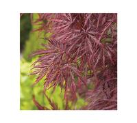 BOTANIC®-Erable du Japon (ACER PALMATUM DISSECTUM INABASHIDARE ) Le pot de 30 litres