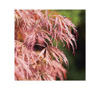 BOTANIC®-Erable du Japon (ACER PALMATUM DISSECTUM ORNATUM ) Le pot de 15 litres