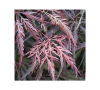 BOTANIC®-Erable du Japon (ACER PALMATUM DISSECTUM TAMUKEYAMA ) Le pot de 15 litres