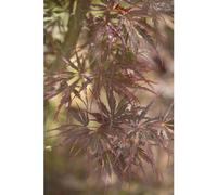 BOTANIC®-Erable du Japon (ACER PALMATUM DISSECTUM TAMUKEYAMA ) Le pot de 3 litres