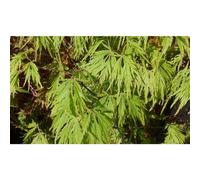 BOTANIC®-Erable du Japon (ACER PALMATUM DISSECTUM VIRIDIS ) Le pot de 50 litres