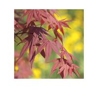 BOTANIC®-Erable du Japon (ACER PALMATUM FIRE GLOW ) Le pot de 3 litres