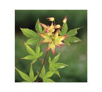 BOTANIC®-Erable du Japon (ACER PALMATUM LITTLE PRINCESS ) Le pot de 5 litres