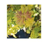 BOTANIC®-Erable du Japon (ACER PALMATUM ORANGE DREAM ) Le pot de 15 litres