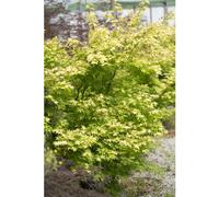 BOTANIC®-Erable du Japon (ACER PALMATUM ORANGE DREAM ) Le pot de 3 litres